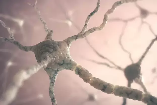 structure du neurone